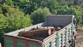 İskenderun ormanlarında suçüstü: Kızılçamları keserken yakalandılar