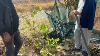 Eskişehir'de bahçe sahiplerini isyan ettiren saldırı: Telleri yerle bir ettiler