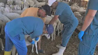 Köşk'te hayvancılıkta dijital takip dönemi: Sürülerin kimliği artık kulaklarında