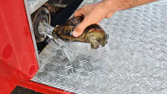 Yalova'da yürek ısıtan kurtarma: İtfaiye erleri alevlerin arasından 11 can çıkardı