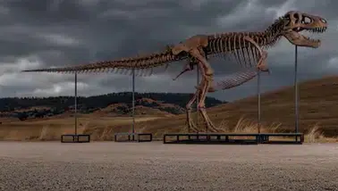 Tarihi T-Rex satışı: 67 milyon yıllık dinozor iskeletine rekor ücret!
