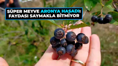 Süper Meyve Aronya Hasadı: Faydası Saymakla Bitmiyor