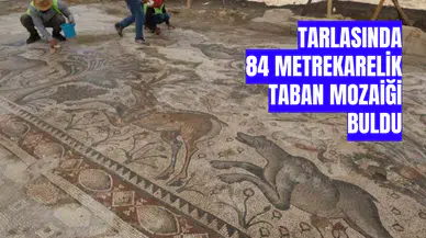 Tarlasında 84 metrekarelik taban mozaiği buldu