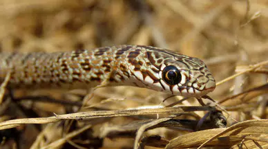 Çanakkale’de görüldü: Bozyörük yılanı zehirli mi, kaç yıl yaşar, nerede yaşar?