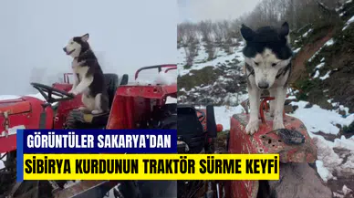 Sakarya’da Sibirya kurdunun traktör keyfi: İzleyenler şaşkına döndü