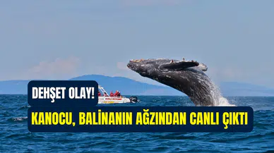 Şili’de nefes kesen anlar: Kambur balina, kanocuyu önce yuttu sonra bıraktı