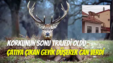 Afyonkarahisar’da trajik olay: Çatıya çıkan geyik korkusunun kurbanı oldu