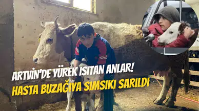 Artvin’de minik çobanın hayvan sevgisi: Hasta buzağıya korkmasın diye sarıldı