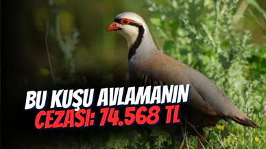 Keklik avlamak yasak mı? Cezası tam 74 bin 568 TL!