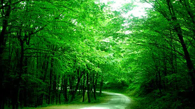 Belgrad Ormanı nerede, büyük mü? Belgrad Ormanı kaç km, kaç metrekare?