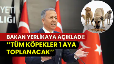 İçişleri Bakanı Yerlikaya’dan sokak köpekleri açıklaması: ‘’Tüm köpekler 1 ay içerisinde toplanacak’’