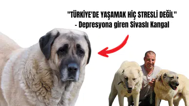 Bi Onlar Kalmıştı: Kangallar da Depresyona Girdi!