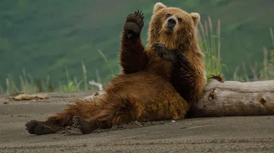 Ayılar kış uykusuna yatar mı, ayılar kuş uykusundan uyandı mı?