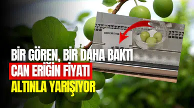Can Eriği mi, altın mı? Sezonun ilk eriği el yakıyor!