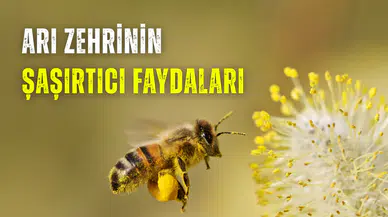 Doğanın gizli ilacı: Arı sokması sandığınız kadar zararlı değil