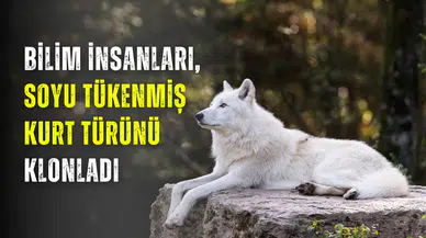 Game of Thrones’un korkunç yaratığı gerçek oldu: Dire kurt (Ulu kurt) tekrar yaşama döndürüldü