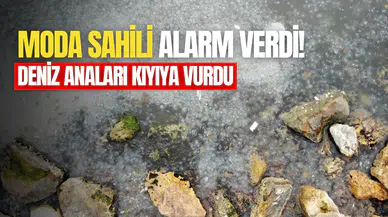 Kadıköy Moda Sahili deniz analarıyla kaplandı