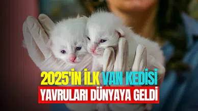 2025 yılının ilk Van kedileri dünyaya geldi