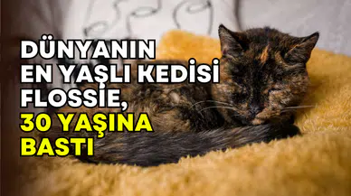 120 insan yılına denk: Dünyanın en yaşlı kedisi Flossie 30. yaşını kutluyor