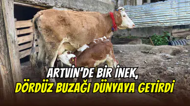 Artvin’de mucize doğum: İnek, dördüz buzağı dünyaya getirdi