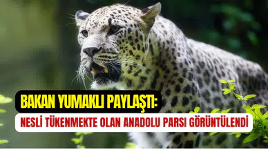 Bakan Yumaklı paylaştı: Nesli tükenme tehlikesinde olan Anadolu Parsı görüntülendi