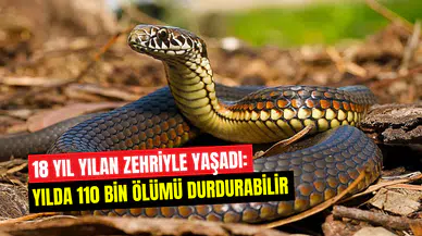 Kendi vücudunu laboratuvara çevirdi: Yılan zehrine karşı benzersiz panzehir