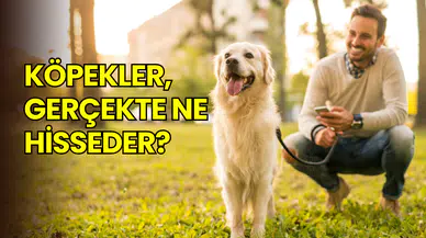 Köpekler gerçekten ne hisseder? Bilim, şaşırtıcı gerçekleri ortaya koydu