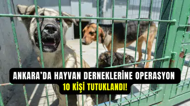 Ankara’da hayvan koruma derneklerine operasyon: 10 kişi tutuklandı