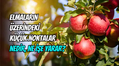 Elmaların kabuğundaki noktalar çürümenin işareti mi?