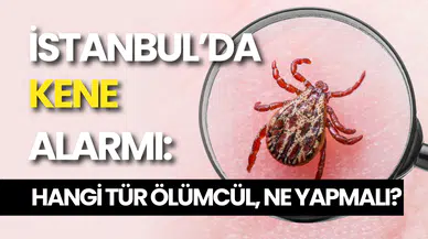 İstanbul’da Kene Alarmı: Hangi Tür Ölümcül, Ne Yapmalı?