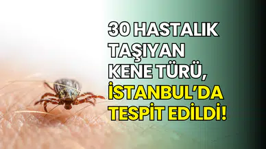 İstanbul’da yeni kene türü ortaya çıktı: 30’dan fazla hastalık taşıyor