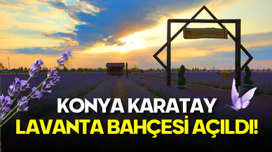 Konya Karatay Lavanta Bahçesi Açıldı: Giriş Ücreti Ne Kadar? Nerede? Hangi Otobüs Gider?