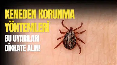Kene ısırınca ne yapmalıyım? İşte kene ısırığı belirtileri