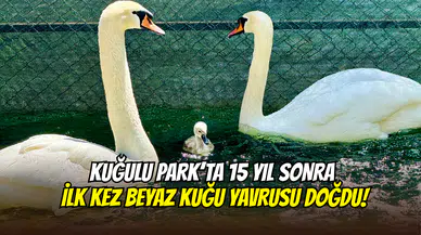 Kuğulu Park’ta 15 yıl sonra ilk kez ‘beyaz kuğu’ yavrusu doğdu