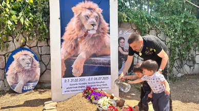Antalya’da kaçan aslan çiftçiye saldırdı: Zeus öldürüldü, sahibi temsili mezar yaptı