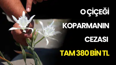Sakarya Sahilindeki O Güzelliğe Dokunan Yandı! Cezası Tam 380 Bin TL
