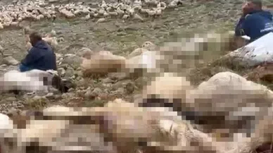 Tunceli'de Yıldırım Dehşeti: 200 Küçükbaş Telef Oldu