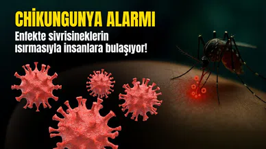 Chikungunya alarmı: COVID-19 benzeri tedbirler devrede