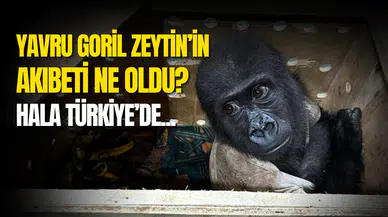 Yavru goril Zeytin nerede?