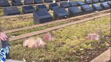 Sydney’de skandal: Müslüman mezarlığına domuz kafası