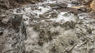 Taş Devri'nden kalma 5 bin yıllık köpek mezarı bulundu