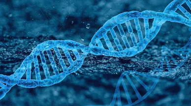 Y kromozomu bitiyor mu? Bilim dünyası ikiye bölündü