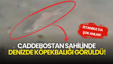 İstanbul’da Şok Anlar! Caddebostan Sahilinde Denizde Köpekbalığı Görüldü!