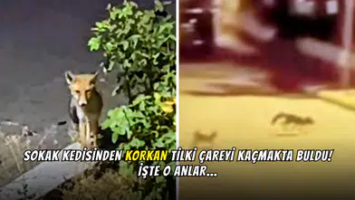 Sokak Kedisinden Korkan Tilki Çareyi Kaçmakta Buldu!
