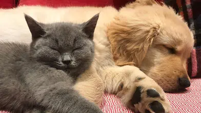 Yalnızlığın en tüylü ilacı: Evcil hayvanlar yaşlılar için sağlık reçetesi oluyor