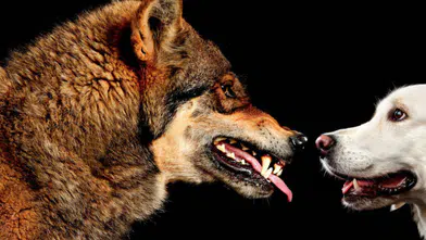 Minik köpeğinizde kurt DNA’sı gizleniyor olabilir