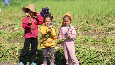 Adana tarlalarında çocuk işçiliği gerçeği eğitimden koparıyor