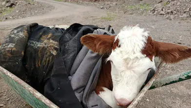 Sason dağlarında kaybolan buzağıya şefkat eli uzandı