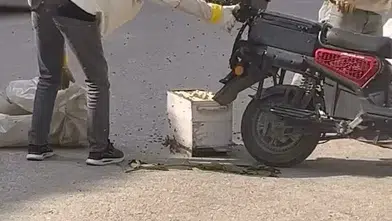İnegöl sokaklarında motosikleti ele geçiren arı sürüsü