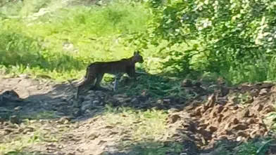 Malatya’da kayısı bahçesinde nadir görülen misafir